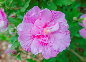 Obraz Hibiscus